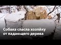 В Воронеже собака спасла хозяйку от падающего дерева