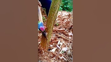 sharp axe for cutting tree trunks #shorts