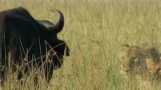 Buffalo Saves Its Friend And The Pride Sleeps Hungry