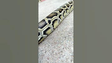 BURMESE Python handling outside #snake #burmesepython