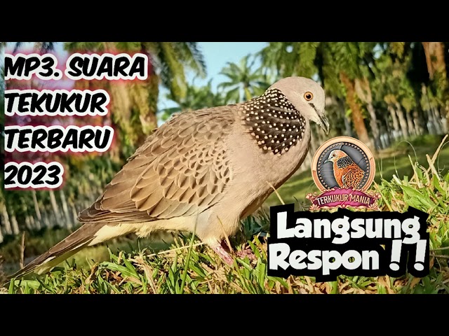 MP3. Suara Panggilan Tekukur Terbaru 2023 || Tekukur Liar Langsung Ngumpul class=