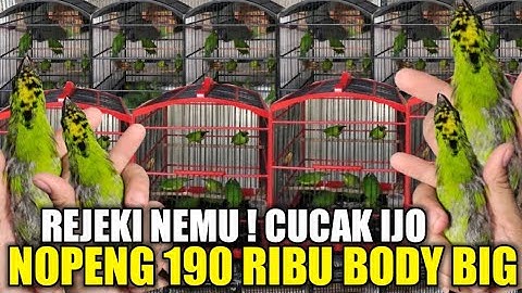 REJEKI MALAM ! CUCAK IJO NOPENG 190 RIBU DAPAT BODY SUPER BUKAN MINI DIKIOS PASAR BURUNG