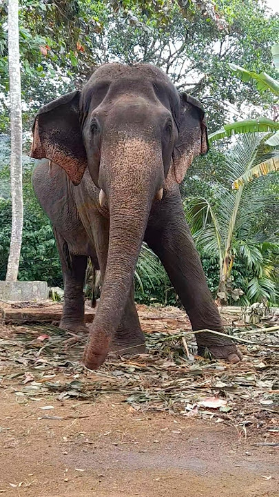 වට්ටක්කයා නොහොත් යක්කල ගජබා💗💗💗ලෝබ නැතිව චැනල් එක සබ්ස්ක්‍රයිබ් කරමු | #elephant #shortvideo #shorts