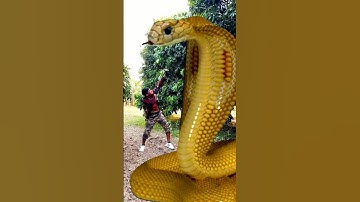 Anaconda snake in real life P15#shorts #short #snake #nagin #python #anaconda #snakes #bigsnake