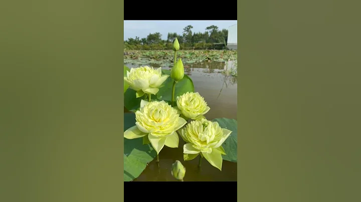 Lotus flower #plants #lotus #beautifulflowers #viral #shortvideo #viralvideo #shorts #short #flowers - DayDayNews