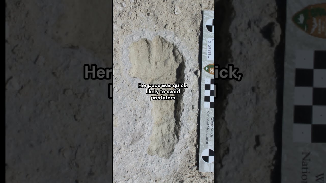 I Wonder What Happened To Them The Fossilized Footprints Of A Traveler And Toddler Archeology