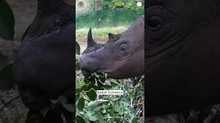 kenalan sama badak sumatera. #badak #rhino #badaksumatera