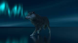 Wolf walk cycle animation (Blender 3D)