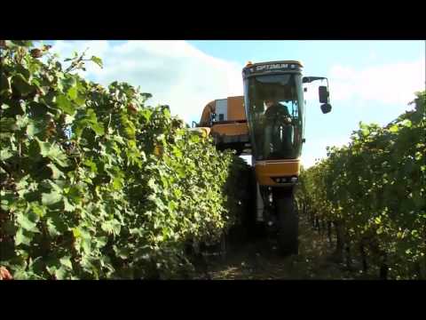 Video: Üzüm Hasadı: şarap Için Nasıl Hasat Edilir? Makinelerle Ve Elle Toplama. Kuru üzüm Ve Diğer çeşitleri Toplamak Ne Zaman Doğrudur?