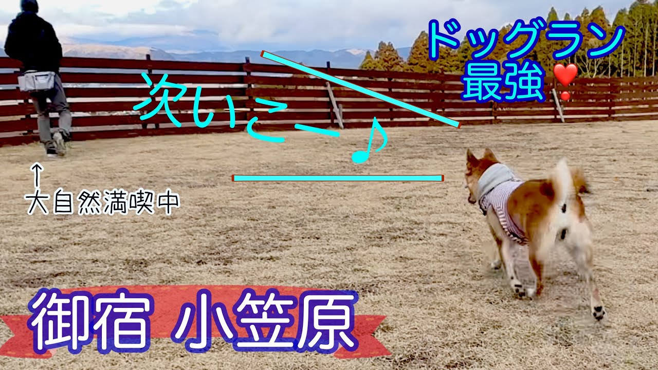 念願の御宿小笠原。犬は喜び駆け回り、飼い主はゆっくり。