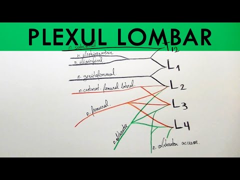 Plexul Lombar | Desen Schematic | Anatomie