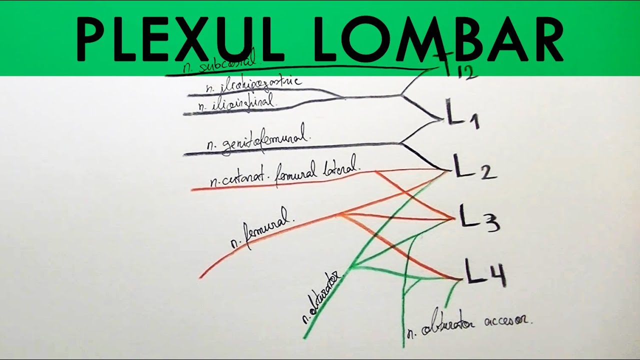 Plexul Lombar medicina natural