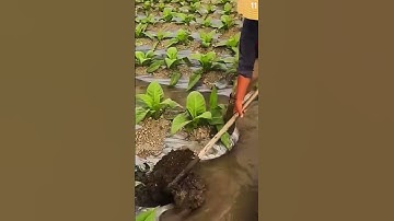 Ide cerdas membuat saluran irigasi di kebun dengan alat sederhana multifungsi #shorts