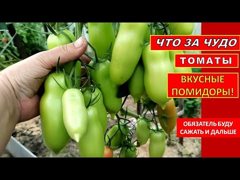 Томат Царское Искушение Описание Сорта Фото Отзывы