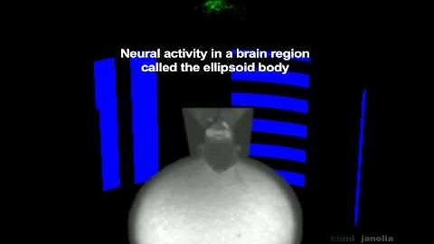 Video Abstract: Brain Compass in Fruit Fly (Navigation in Visual Arena)