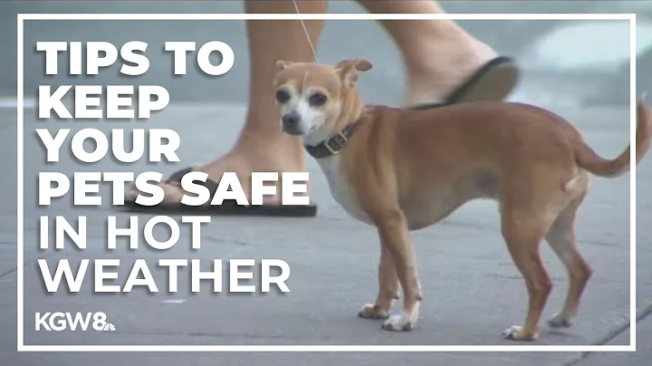 How you can keep your pets safe during extreme heat amid the Fourth of July
