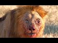 Top 10 Moments Lions are Killed by Their Prey 2