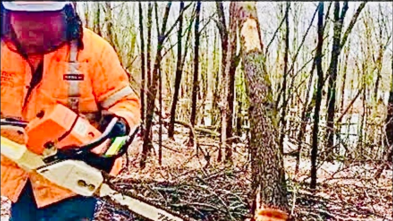 How fell 60’ oak tree and cut it into firewood rounds - YouTube