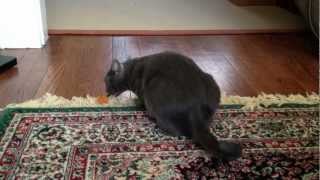 Leia, Korat Cat 3 by Brian Kravets 434 views 12 years ago 1 minute, 47 seconds