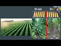 Interseeding 60-Inch Corn for Improved ROI - Farminar