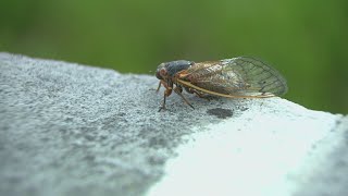 Massive cicada emergence possible this weekend