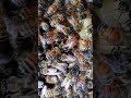 女王蜂の背中にダニ　Varroa mite on a queenbee
