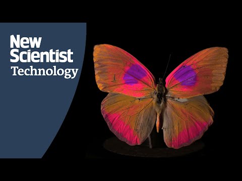 Camera recreates colour vision of different animals