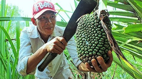 Quả dứa rừng: Đặc điểm và công dụng chữa viêm gan, sỏi thận, viêm đường tiết niệu