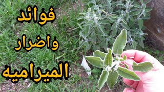 فوائد واضرار عشبة الميرمية