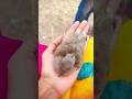 बच्चे ये चिड़िया लाएं,जो ठंड से ठिठुर रही थी #birds #nature #shorts #villegers #feeds