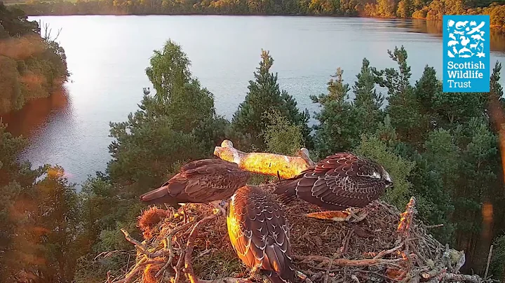 NC0's Final Visit to the Nest (Loch of the Lowes Osprey Webcam 2022)