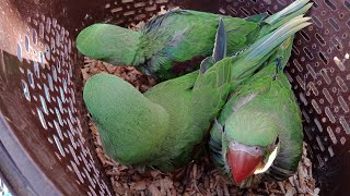 Lalukhet Birds Market | Parrots Price | Latest Update | Urdu\/Hindi