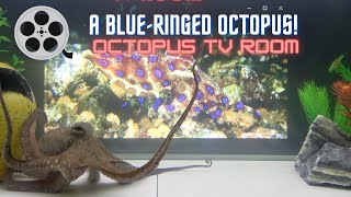 Showing a Blue-Ringed Octopus to a Common Octopus - Octopus TV Room - Episode 3