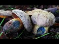 CampAesthetics 12.5 (Fungi & Bonus Footage) (Wild Camping UK)