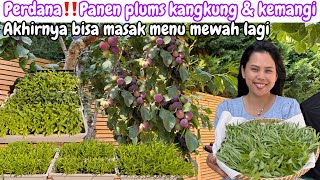 PERDANA‼️PANEN PLUMS KANGKUNG & KEMANGI || AKHIRNYA BISA MASAK MENU MEWAH LAGI
