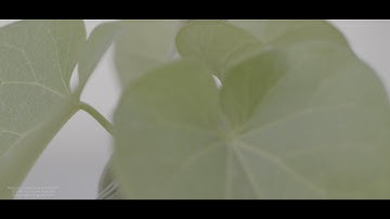 Panasonic Lumix S1 Sample Footage with Updated Firmware 2.0 | V-Log Color Graded