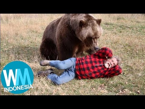 Video: 5 Cara Untuk Mengelakkan Serangan Beruang - Rangkaian Matador