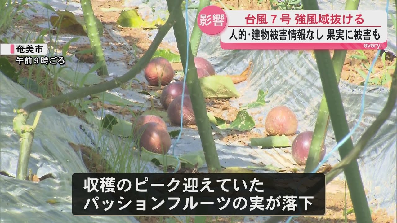MIKO@引越し断捨離中　パッションフルーツ No injuries reported from Typhoon No. 7, but passion fruit crops