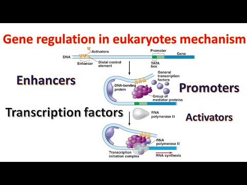 Video: Tom qab transcriptional gene regulation yog dab tsi?