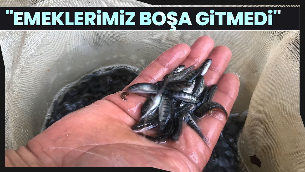 Alabalık Üreticisi 700 Anaç Balıktan, 2 Milyon Yavru Elde Etti