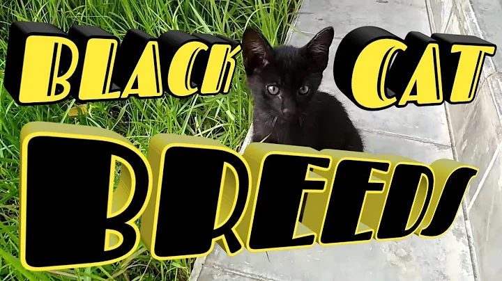 Watch the video about Fascinating Black Cat Breeds