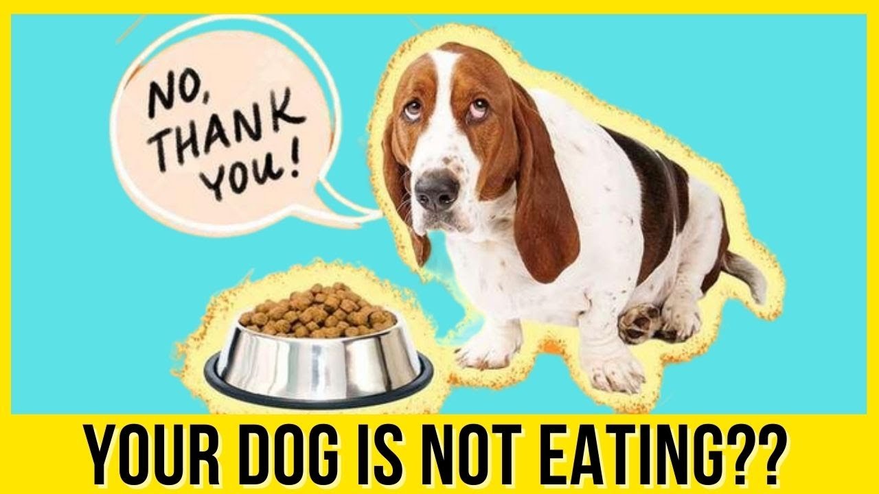 Home Remedies For Dog Vomiting And Upset Stomach Quick Relief YouTube