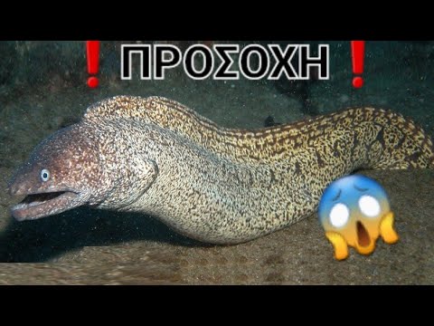 Τα 5 πιο