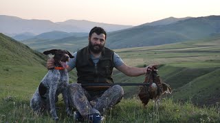 Охота на фазана в Армении / fazani vors / փասիանի որս / охота с дратхааром