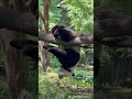 Someone Give This Panda A Perfect 10! | iPanda #shorts
