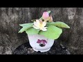 How to grow lotus in small pots for beginners