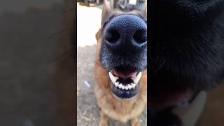 Кто-то говорит что я не подарок #funnyvideo #смех #юмор #germanshepherd