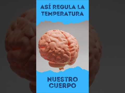 ASÍ REGULA LA