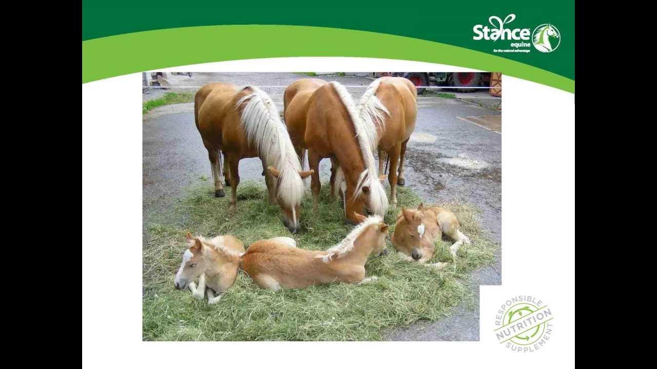 How to feed CoolStance copra to horses YouTube