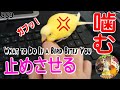 セキセイインコが噛むのであの方法で止めさせました｜シツケ動画889 What to Do If a Bird Bites You